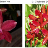 SVO 9735 Lc. NEW HYBRID (Lc. Jalapa 'Ruben's Pick' 4N x C. Chocolate Drop 'SVO' AM/AOS)