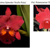 SVO 9340 (Pot. Carolina Splendor 'Krull's Ruby' AM/AOS 4301x Pot. Rubescence 'SVO' AM/AOS469)