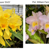 SVO 9351 (Blc. Kaboom 'SVO' x Blc. William Farrell 'Native Son')