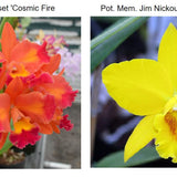 SVO 9374 Lc. Aussie Sunset 'Cosmic Fire' HCC/AOS x Blc. Mem. Jim Nickou 'James' HCC/AOS)