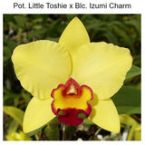 SVO 9327 Pot. Toshie’s Charm