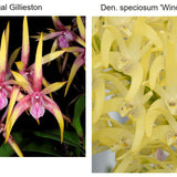 SVO 8151 Den. Royal Vista (C. Regal Gillieston 'SVO' x Den. speciosum 'Goldilocks')