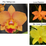 SVO 9431 (Pot. Love-Love 'SVO Superior' x Pot. Telling Lies 'SVO Best')