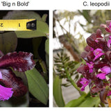 SVO 9505 C. NEW HYBRID (C. Mareeba Tiger 'Big & Bold' x C. leopoldii 'Dark Blood')