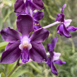 Vanda Motes Interstellar
