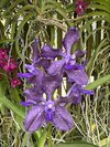Vanda Motes Interstellar