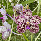 Vanda Motes Mandarin x (Pda. Alice Motes x Pda. Arjuna) (2875)