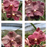 Vanda Kulwadee Fragrance x Butterfly