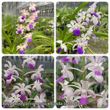 Vanda coelestis x luzonica