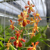 Vanda Wee Kim Lian