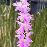 Aerides Hybridum