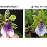 Zga. World Charmer 'Spring Rose' X Zga. Happy Bay 'Green Hills'