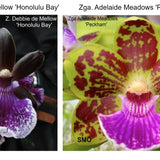SVO Z4073 Zygopetalum (Zga. Debbie De Mellow 'Honolulu Bay' x Zga. Adelaide Meadows 'Peckham')