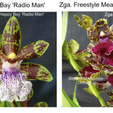 SVO Z4054 Zygopetalum (Zga. Happy Bay 'Radio Man' x Zga. Freestyle Meadows 'Ruby Lips')