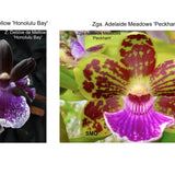 Zygo. Debbie De Mellow 'Honolulu Bay' x Zga. Adelaide Meadows 'Peckham'