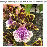 Zygo. Fandango 'Booming Fool' x self)