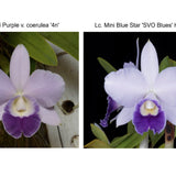 Lc. Tiny Blue (Lc. Mini Purple 'Coerulea 4n' x Lc. Mini Blue Star 'SVO Blues' HCC/AOS)