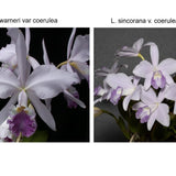 Lc. Samba Crown (C. warneri f. coerulea 'Rowelina' x L. sincorana f. coerulea 'SVO')