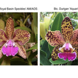 C. Hot Spot 'Royal Basin Speckles' AM/AOS x Blc. Durigan 'Aquarius'