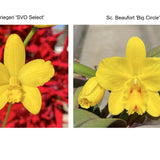 Slc. Love Fresh (L. briegeri 'SVO' x Sc. Beaufort 'Big Circle' )