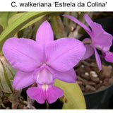 C. walkeriana (C. walkeriana 'Estrela da Colina' HCC/AOS x self)