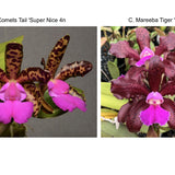 C. Comet's Tail 'Super Nice' 4n x C. Mareeba Tiger 'SVO'