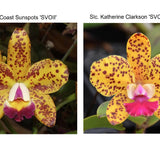 Pot. Stippled Sunset (Blc. SunCoast Sun Spots 'SVO II' AM/AOS x Slc. Katherine Clarkson 'SVO' HCC/AOS)