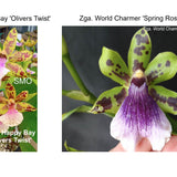 Zga. Happy Bay 'Oliver's Twist' x Zga. World Charmer 'Spring Rose'