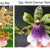SVO Z4064 Zygopetalum (Zga. Happy Bay 'Oliver's Twist' x Zga. World Charmer 'Spring Rose')