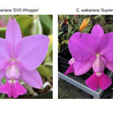 C. walkeriana (C. walkeriana 'SVO Whopper' AM/AOS x C. walkeriana 'Suprema')