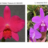 Sl. Beautiful Sunset (Sl. Orpetii 'Hidden Treasure 4N' AM/AOS x L. sincorana 'Diamond Orchids 4N')