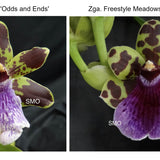 SVO Z4070 Zygopetalum (Zga. Adelaide Meadows 'Peckham' x Zga. Freestyle Meadows 'Super Sepals')