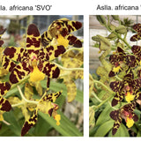 SVO 9536 (Ansellia gigantea 'SVO' x Ansellia gigantea 'Dark Warrior')