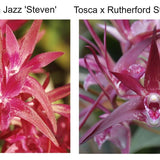 SVO 10115 (Den. Gillieston Jazz 'Steven' x Den. Tosca Starburst 'Red Wine')