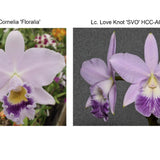 Lc. Cornelis' Love (Lc. Cornelia 'Floralia' x Lc. Love Knot 'SVO' HCC/AOS)