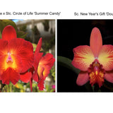 Slc. Cosmic Circle 'SVO Flat Splash' x Sc. New Year's Gift 'Coral Fire'