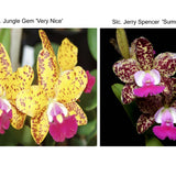 Slc. Jungle Gem 'Very Nice' x Slc. Jerry Spencer 'Summer Wine'