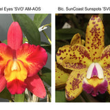 Pot. Artist Angel (Slc. Angel Eyes 'SVO' AM/AOS x Blc. SunCoast Sunspots 'SVO II' AM/AOS)
