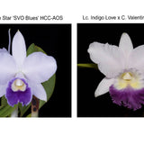 Lc. Mini Blue Star 'SVO Blues' HCC/AOS x Lc. Indigo Valentine 'Blueness'
