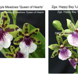 Zga. Freestyle Meadows 'Queen of Hearts' X Zga. Happy Bay 'Lime Ripple')
