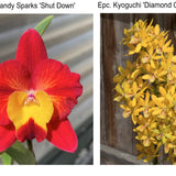 Slc. Candy Sparks 'Shut Down' x Epc. Kyoguchi 'Diamond Orchids' AM/AOS