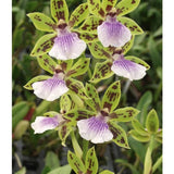 SVO 9845 Zygopetalum Adelaide Meadows (Zga. Adelaide Meadows 'SVO' x Self)