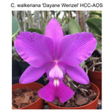 C. walkeriana (C. walkeriana 'Dayane Wenzel' HCC/AOS x self)