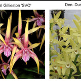 SVO 10130 (Den. Regal Gilleston 'SVO' x Den. Dunokalya 'Tuyet' AM/AOS)