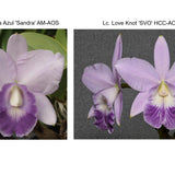 Lc. Floralia's Azul 'Sandra' AM/AOS x Lc. Love Knot 'SVO' HCC/AOS