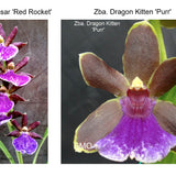 Zga. Denpasar 'Red Rocket' X Zba. Dragon Kitten 'Purr'