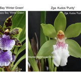 Zga. Happy Bay 'Winter Green' x Zga. Kudos 'Purity'