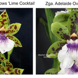 SVO Z4061 Zygopetalum (Zga. Happy Meadows 'Lime Cocktail' x Zga. Adelaide Oval 'Kermit' )