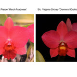 Pot. Jane Pierce 'March Madness' x Pot. Virginia Dickey 'Diamond Orchids' AM/AOS