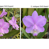 C. loddigesii (C. loddigesii 'SVO Superb' x C. loddigesii 'SVO Outstanding')